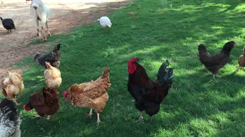 Cock People Happy Chicken Free Border Bird Animals