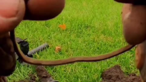 Underground Metal Detecting - Rumble Shorts Reels Video - 29 of 60