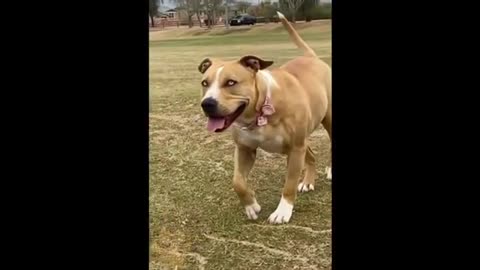 I'm a Big Kid Now Cute Baby Animals | Funny Pets