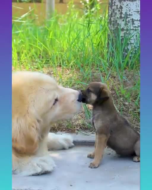 Smart Dog Videos - viral Short dog Video 2021