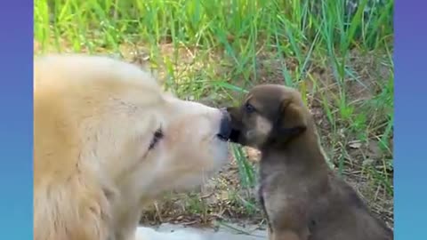 Smart Dog Videos - viral Short dog Video 2021