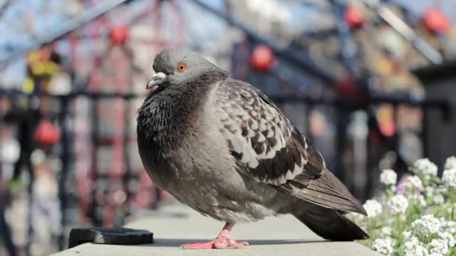 Pigeon Near Playground