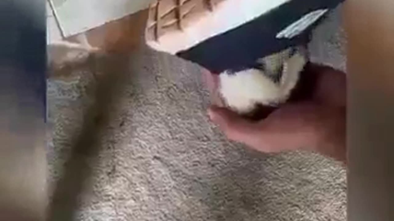 You Laugh You Lose đŸ˜‚Videos of funny cats and kittens for a good mood!