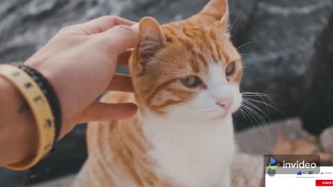 Cute Baby Cats | Cats Training Videos | Kittens Videos