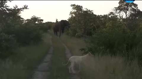 Elephant and tiger claw amazing funny video full watch