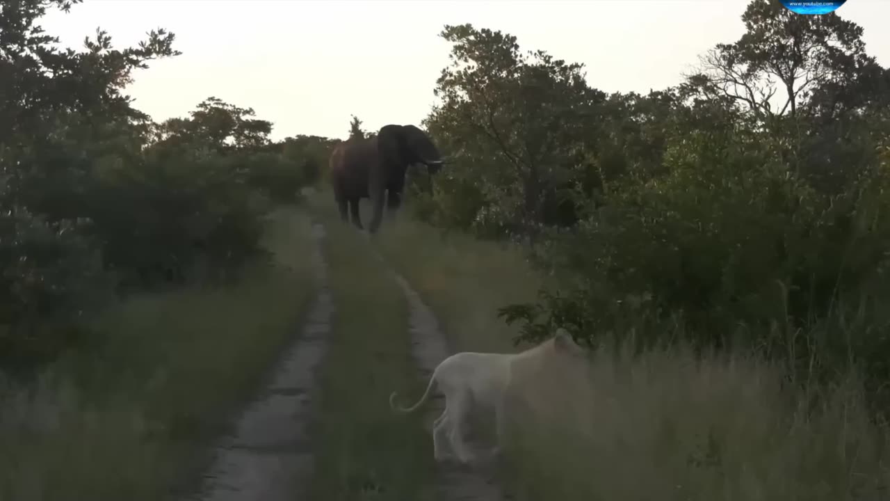 Elephant and tiger claw amazing funny video full watch