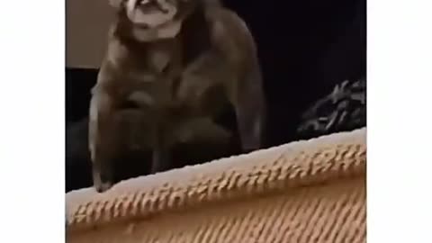 😂🐾 Funniest Animal Reactions That Will Make You LOL! Watch Now 😻❤️🐕!!