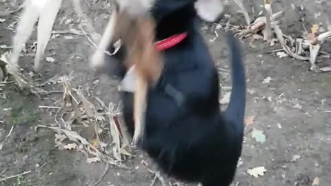 Dog will not let go of corn