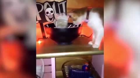 THE FUNNIEST SCARES OF CATS