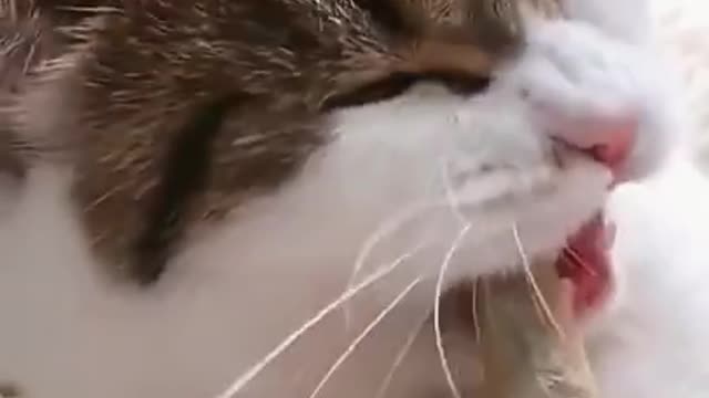 KITTEN TRIES FISH FOR THE FIRST TIME (HE LOVES IT)