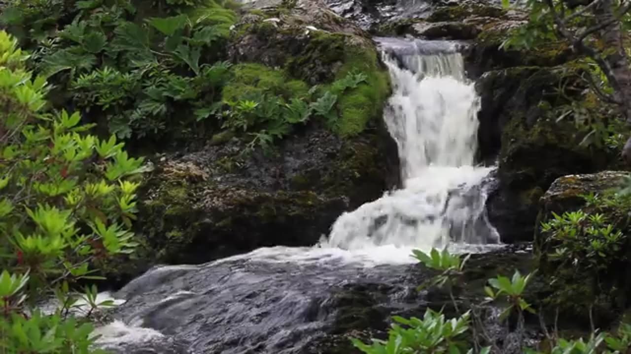 Meditation & Relaxation of Nature Sounds-Birdsong & Soothing Water Sounds