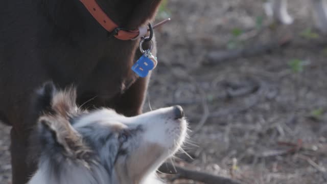 cute dogs eating