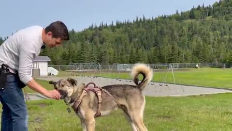 We REFUSE to Be the “Alpha” What 4 weeks of Positive Reinforcement looks like with an Untrained Dog.