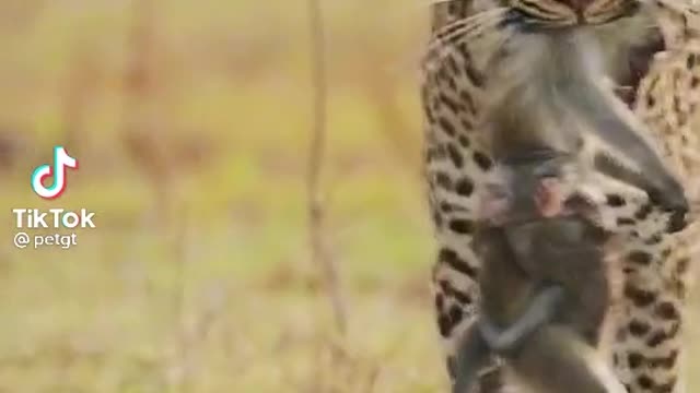 The mother monkey was caughtthe leopard, but the monkey childd still held her tightly / #shorts
