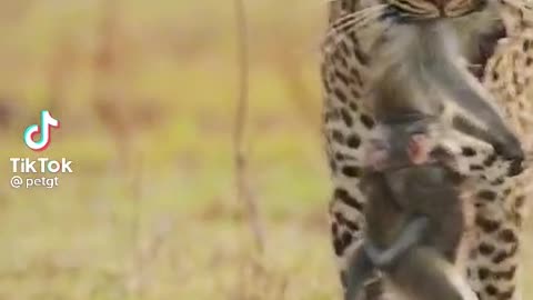 The mother monkey was caughtthe leopard, but the monkey childd still held her tightly / #shorts