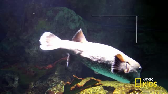 facts about pufferfish.
