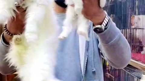 Cats 😺😺😺 fanny video trinding viral video