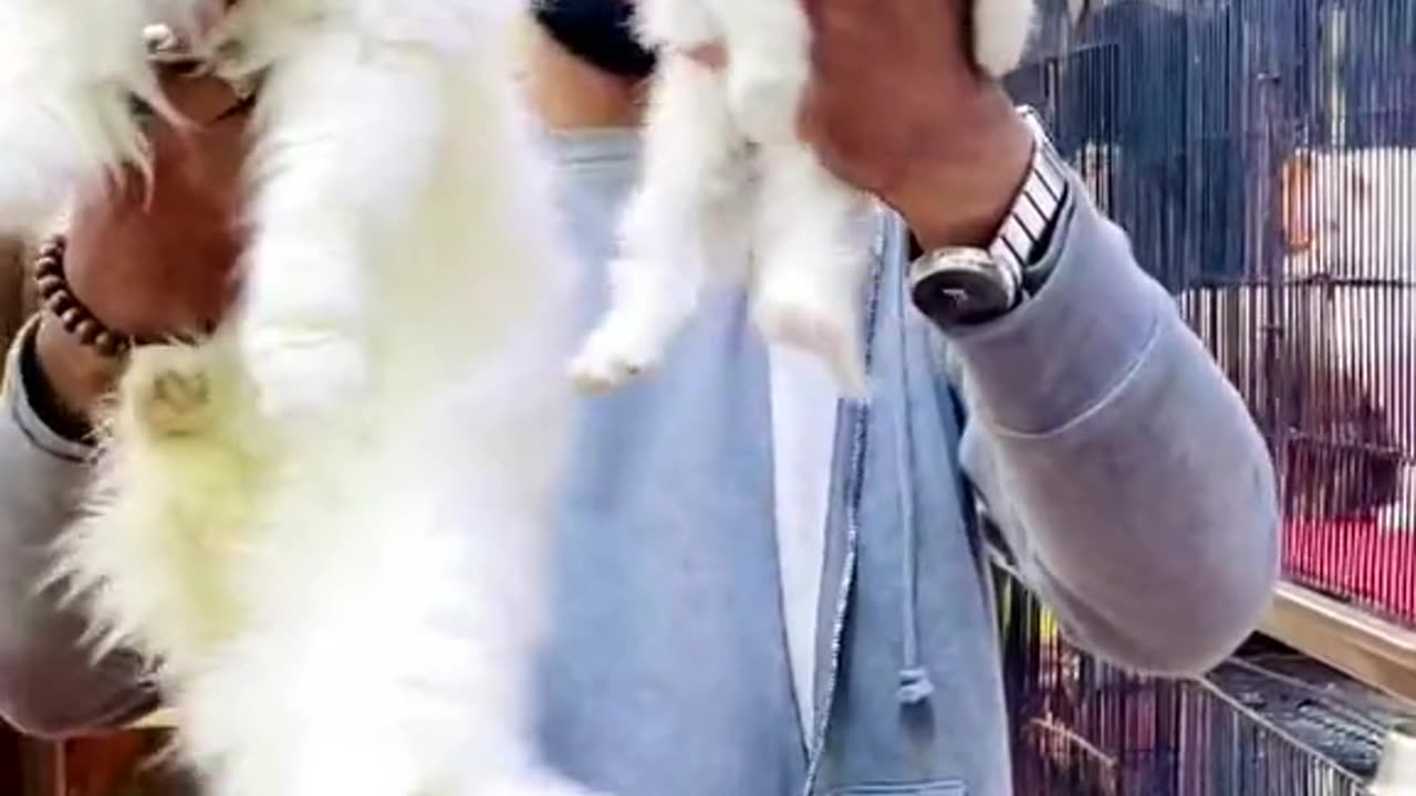 Cats 😺😺😺 fanny video trinding viral video