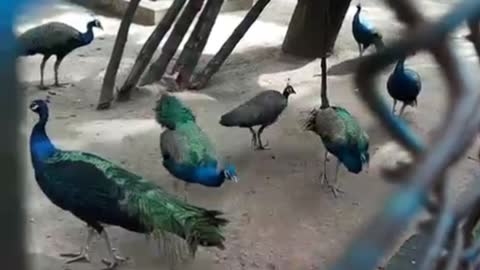 Nice Peacock in zoo