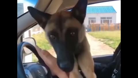 Try not to laugh 🤣😂 cute dog and crazy cat love