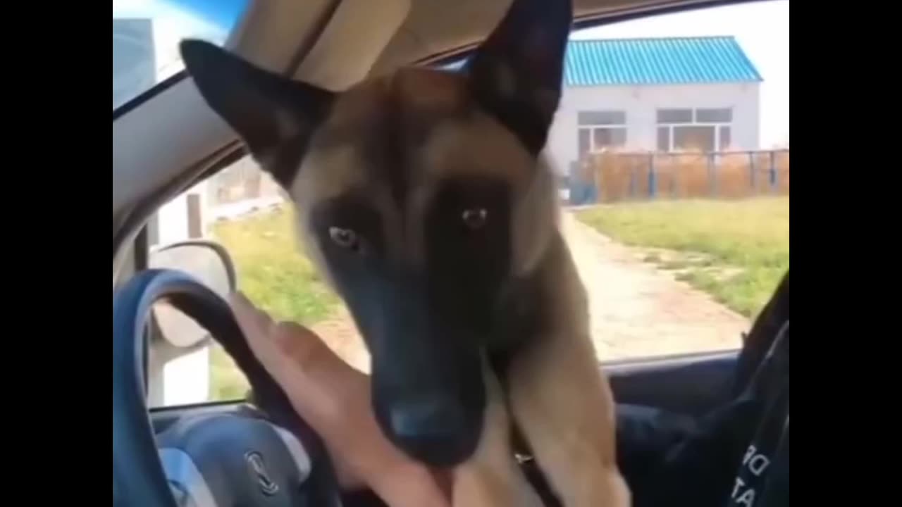 Try not to laugh 🤣😂 cute dog and crazy cat love