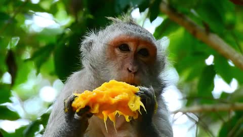 Funny animals# wow so yummy i like it# 68# love animals.