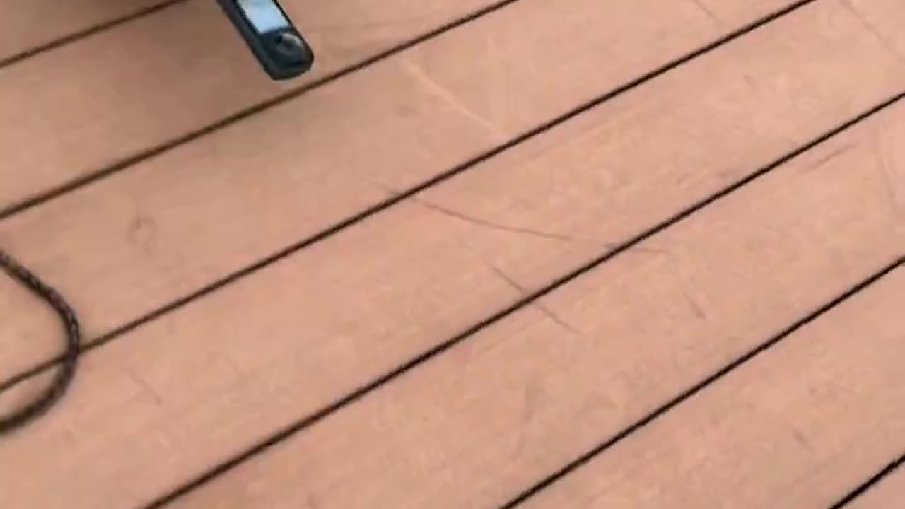 Dog vlog very cute vlog