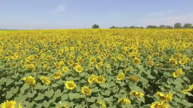 Sunflower field