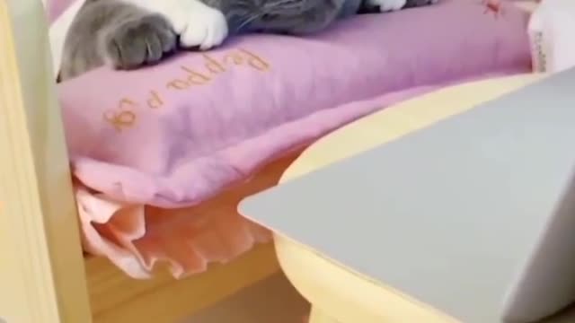 Beautiful cat 🐱🐱