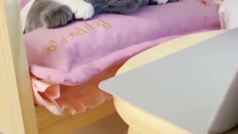 Beautiful cat 🐱🐱