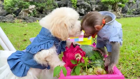 Monkeys Baby Funny videos😝