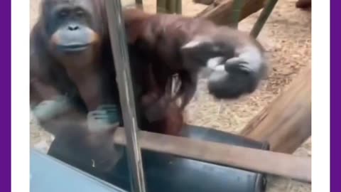 Animals love