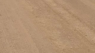 Wild Dingo Pack Wanders Across Strzelecki Track