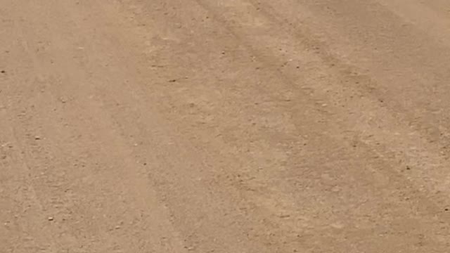 Wild Dingo Pack Wanders Across Strzelecki Track