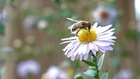 Bees are collecting honey