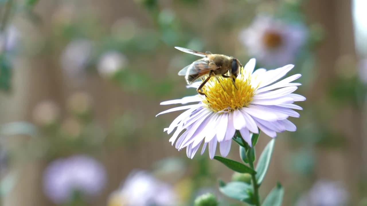 Bees are collecting honey
