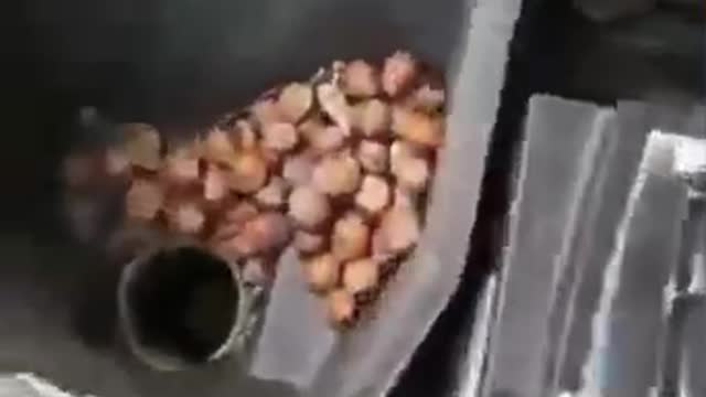 Squirrel Hoards Nutsack in Car