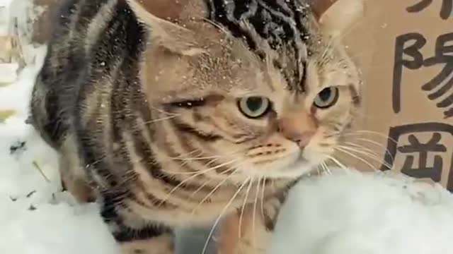 A greedy cat, funny cat