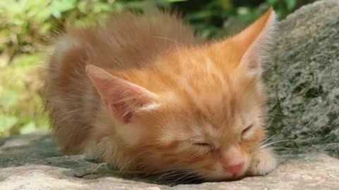 Cute Cat
