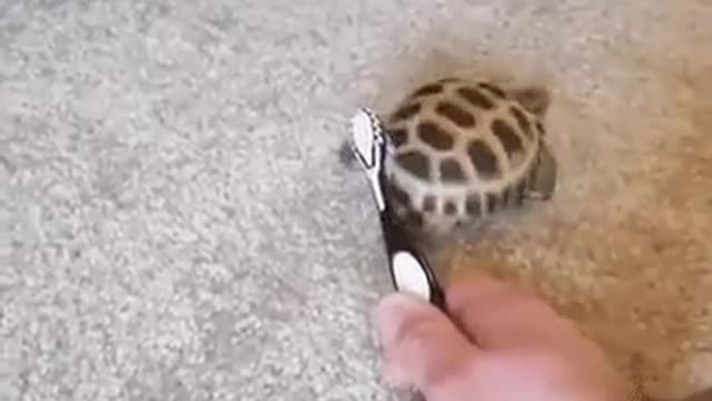 Turtle dancing with brush on his shell so funny