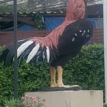 Two lovely birds 🐦 🐦‍⬛