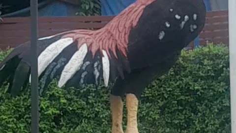 Two lovely birds 🐦 🐦‍⬛