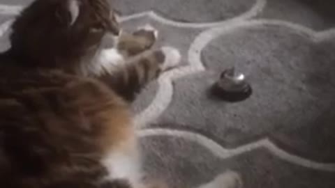 Cat Rings Bell For Service