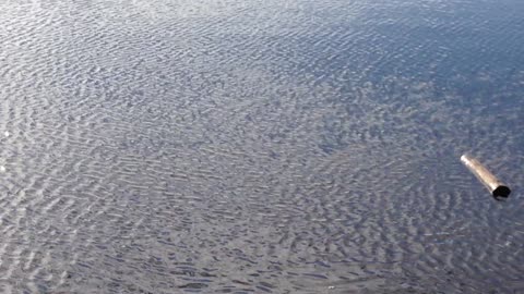 Bird and Fish Battle