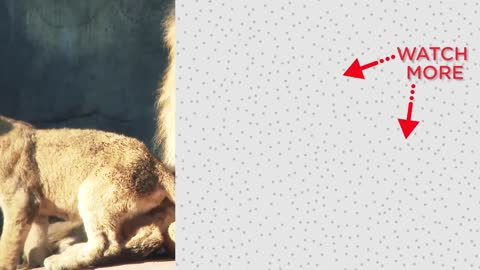 Cat and Baby Rhino are Best Friends