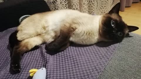 1 of 10 Things to Consider Before Getting a Siamese Cat #1