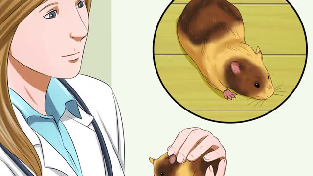 know when your Hamster 🐹 Is pregnant