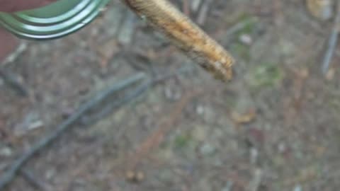Survival Skills: Tool from a Tin Can