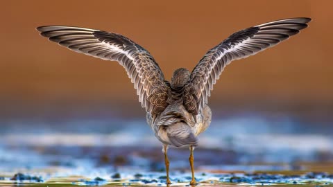 The Knot: Close Up HD Footage (Calidris canutus)