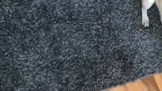 Pug Missed Her Dog Walkers Dearly